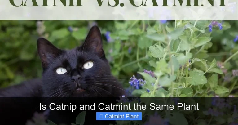 Is Catnip and Catmint the Same Plant