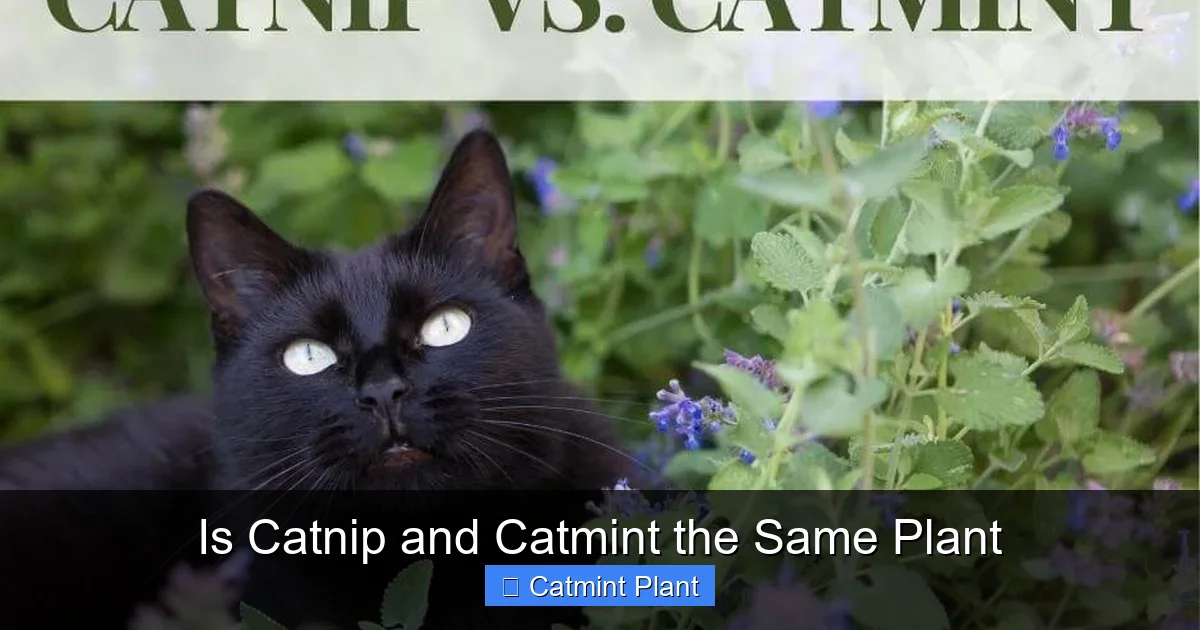 Is Catnip and Catmint the Same Plant