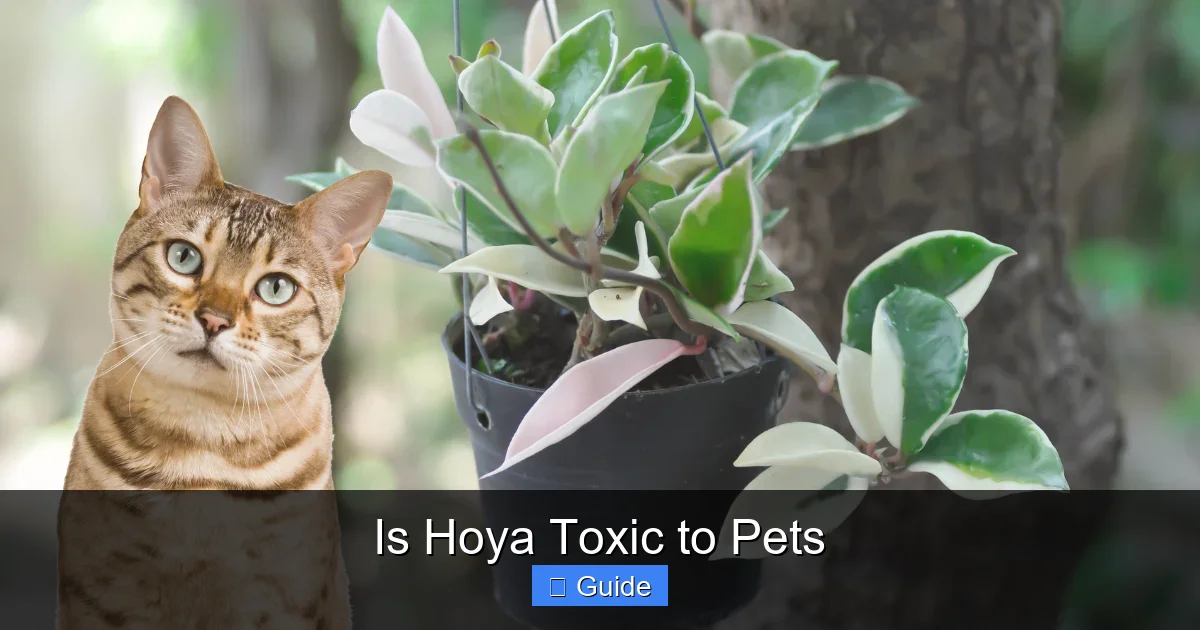 Is Hoya Toxic to Pets