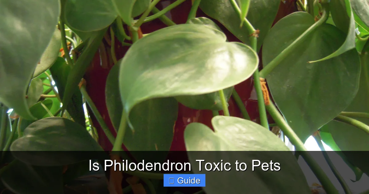 Is Philodendron Toxic to Pets
