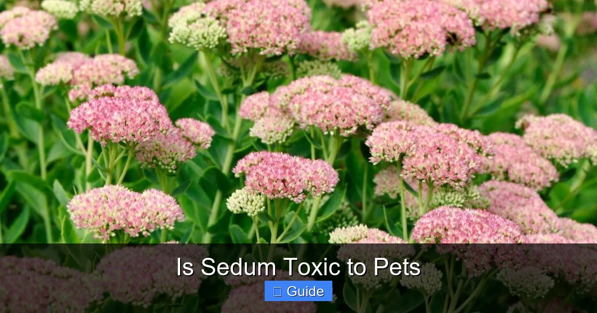 Is Sedum Toxic to Pets