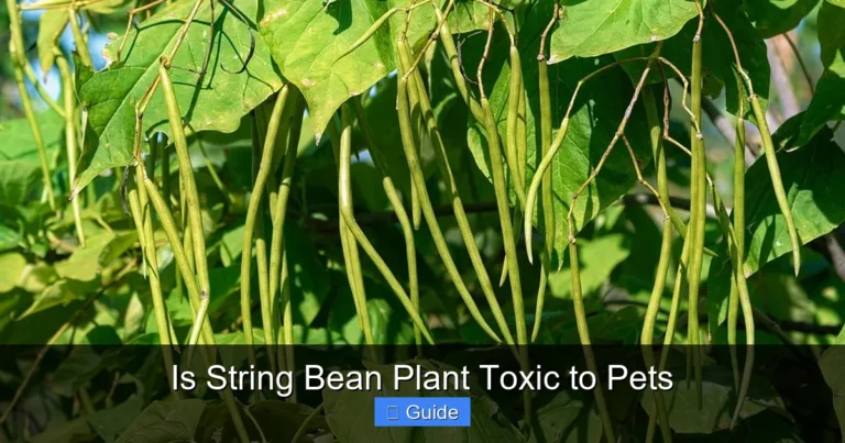 Is String Bean Plant Toxic to Pets