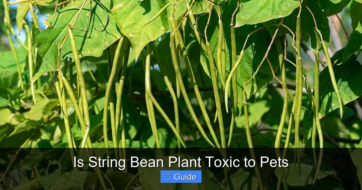 Is String Bean Plant Toxic to Pets