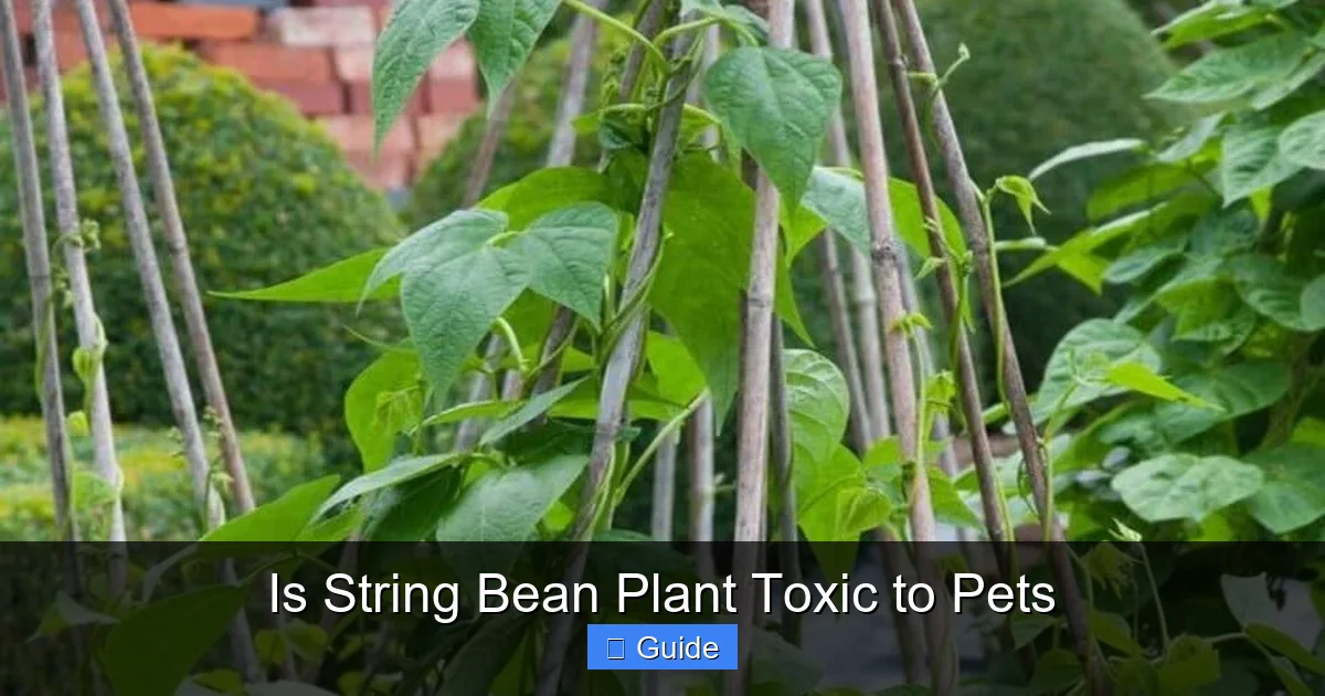 Is String Bean Plant Toxic to Pets