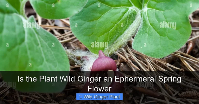 Is the Plant Wild Ginger an Ephermeral Spring Flower