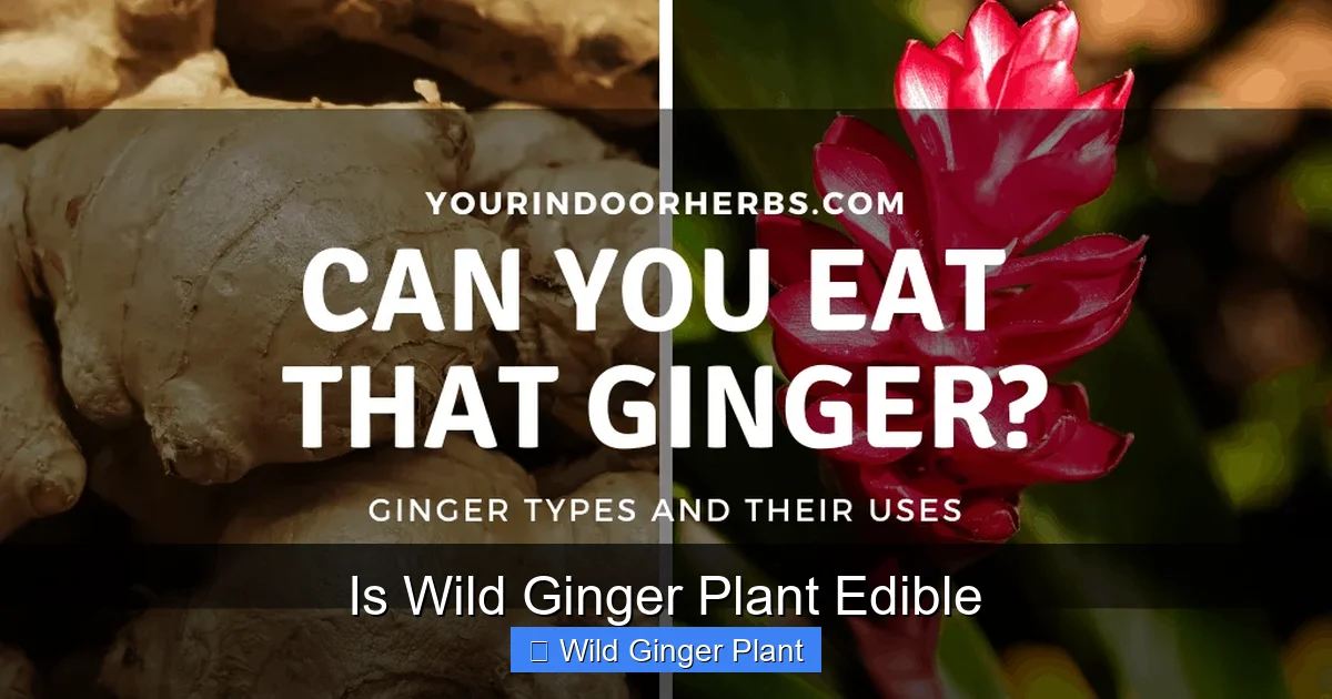 Is Wild Ginger Plant Edible