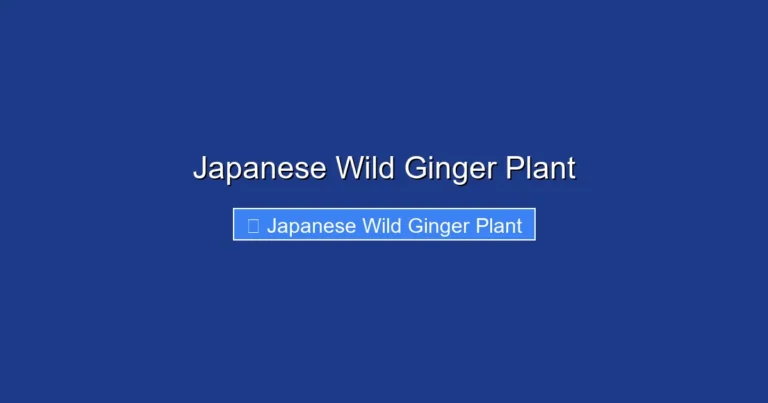 Japanese Wild Ginger Plant