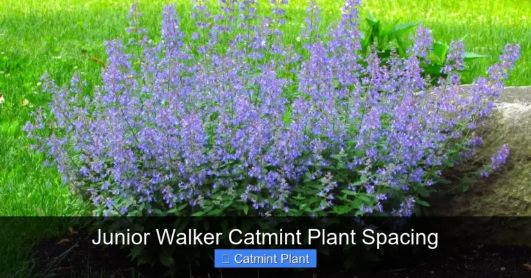 Junior Walker Catmint Plant Spacing
