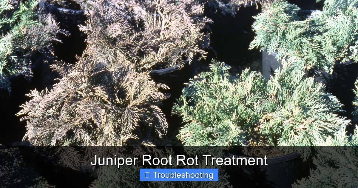 Juniper Root Rot Treatment
