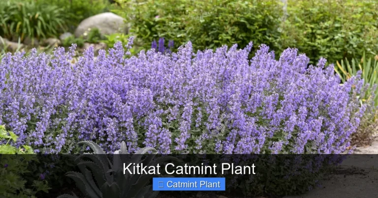 Kitkat Catmint Plant