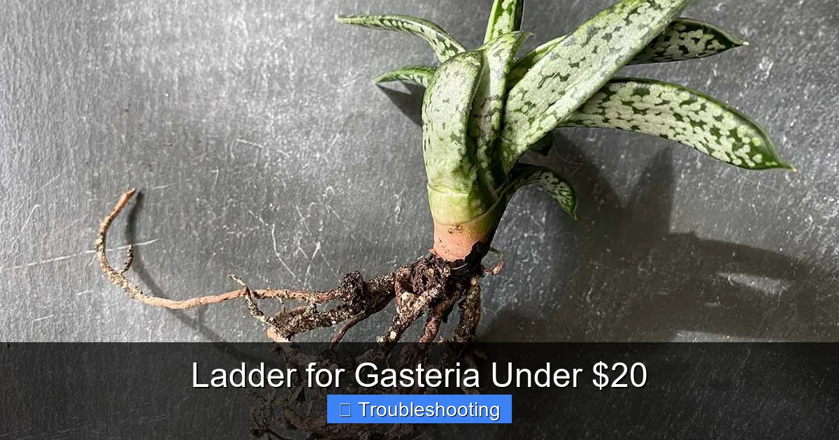 Ladder for Gasteria Under $20