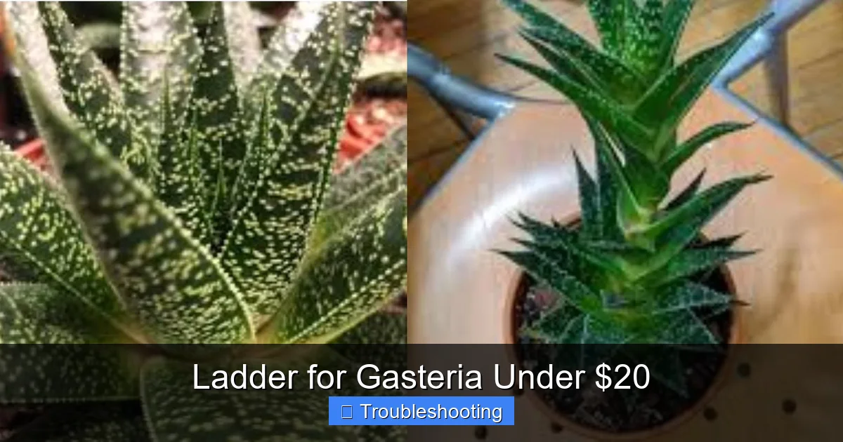 Ladder for Gasteria Under $20