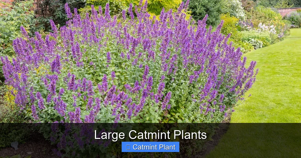 Large Catmint Plants