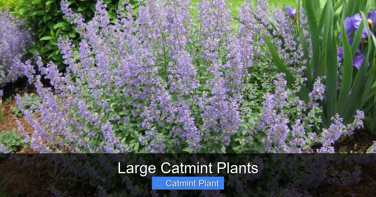 Large Catmint Plants