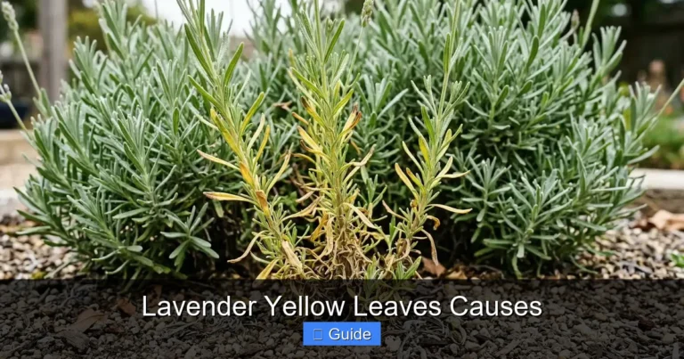 Lavender Yellow Leaves Causes