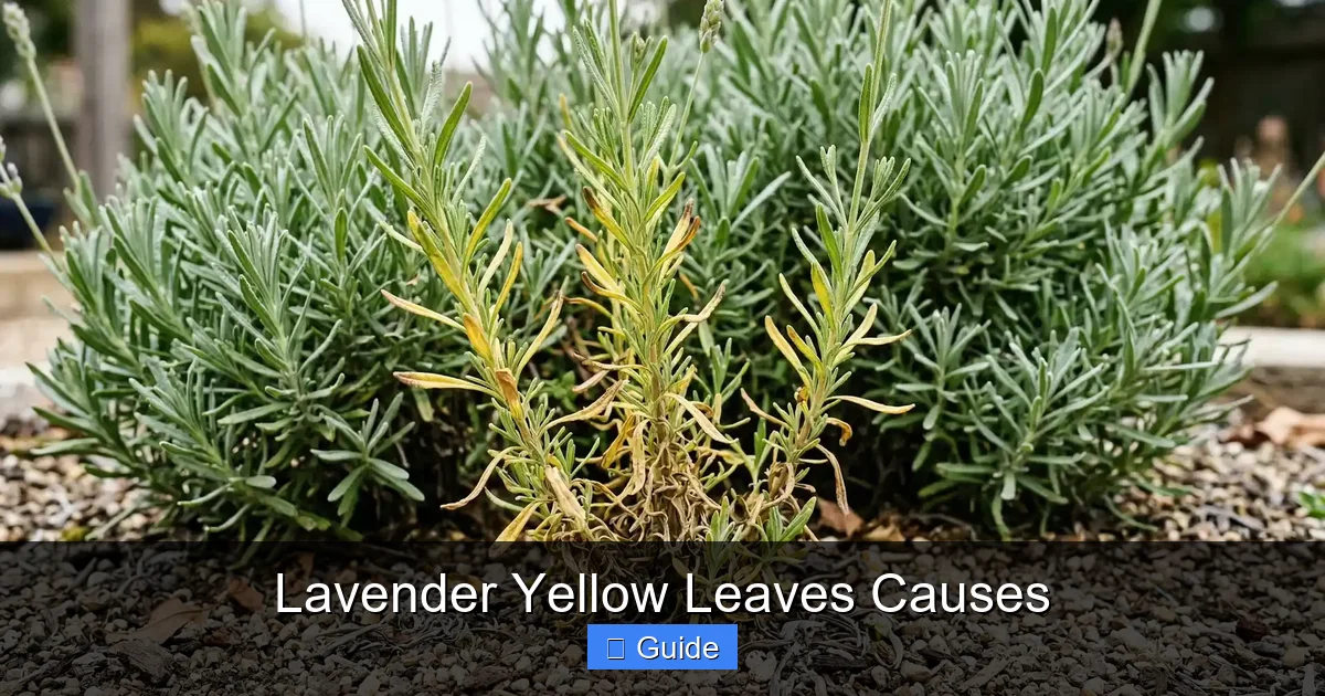 Lavender Yellow Leaves Causes