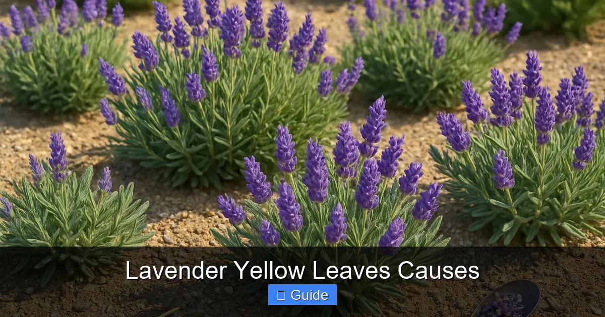Lavender Yellow Leaves Causes