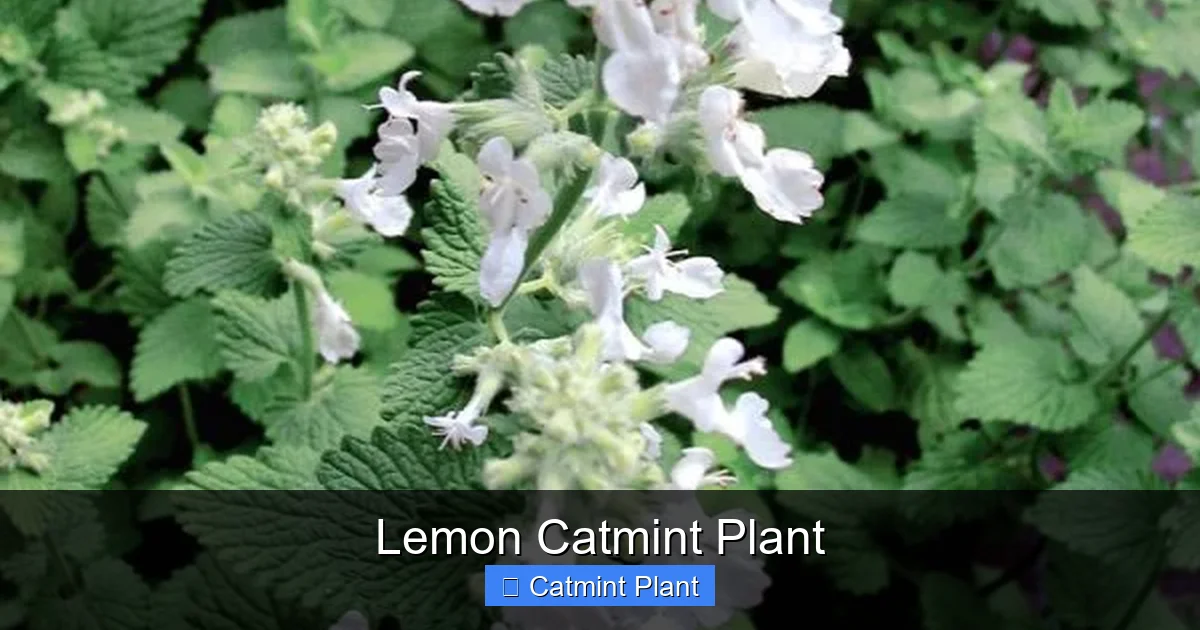 Lemon Catmint Plant