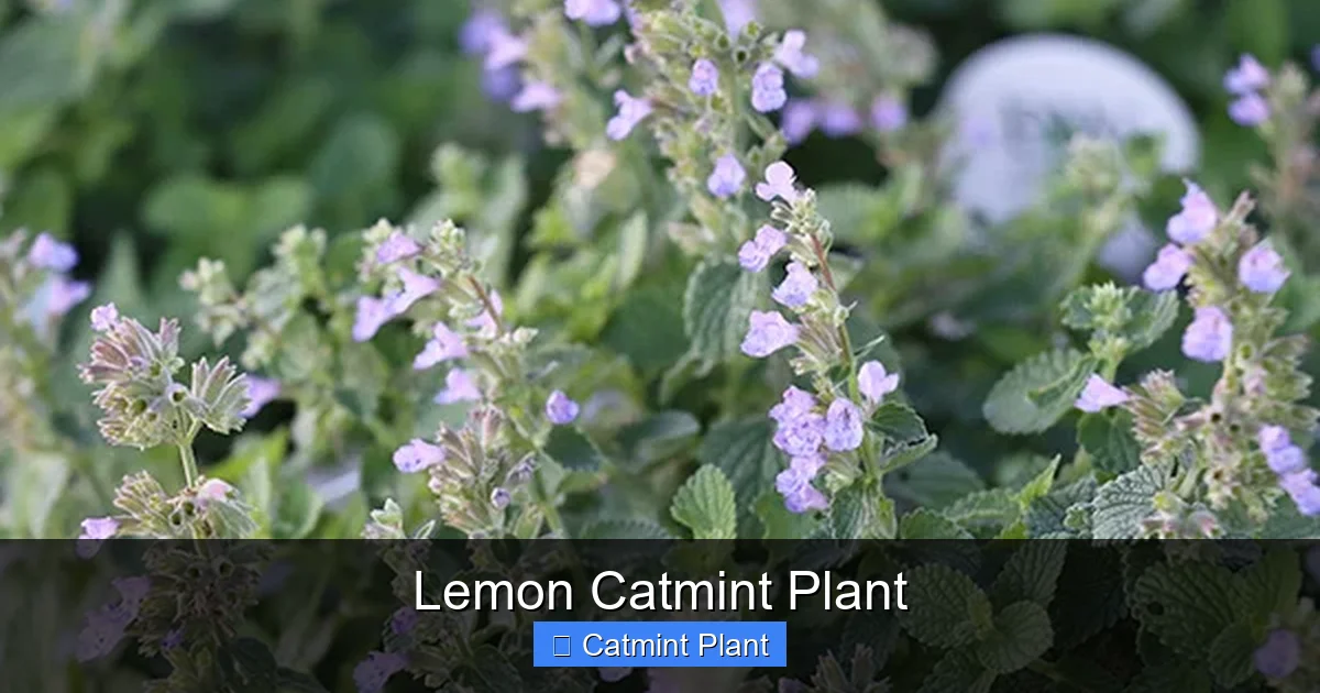 Lemon Catmint Plant