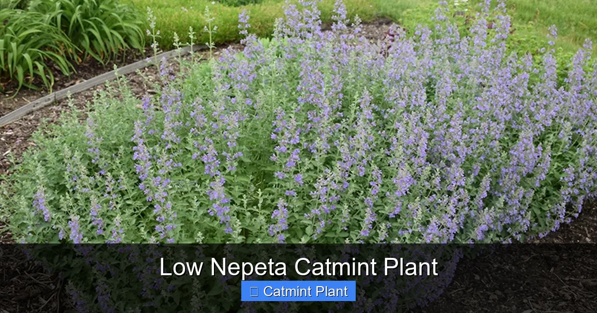 Low Nepeta Catmint Plant