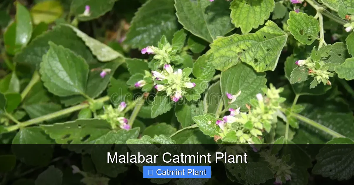 Malabar Catmint Plant
