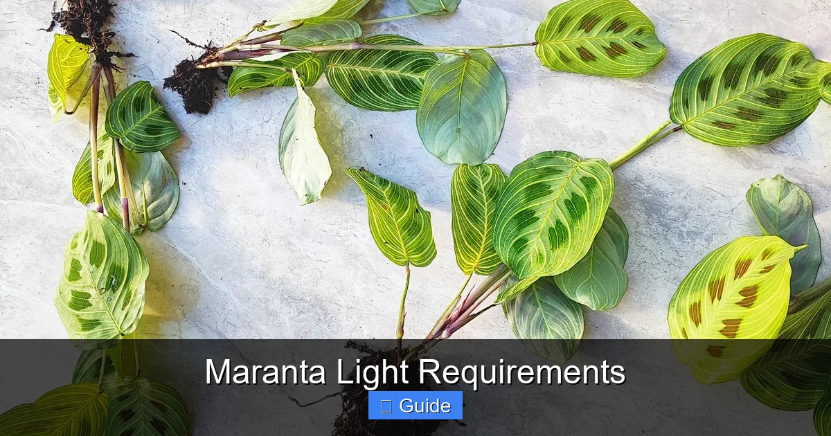 Maranta Light Requirements