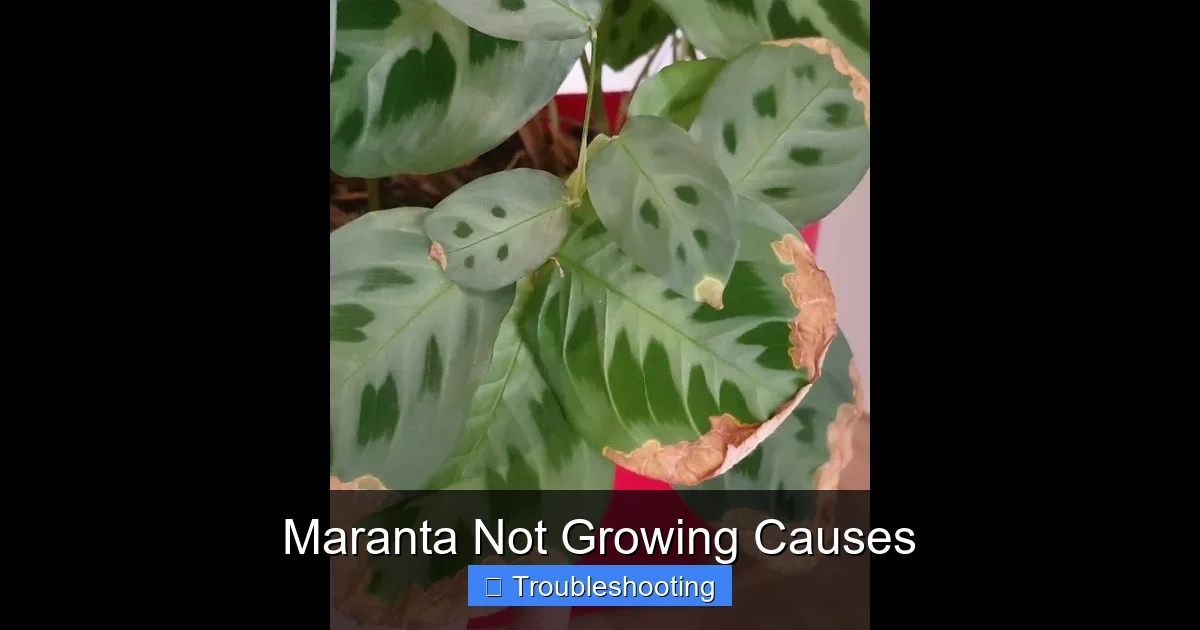 Maranta Not Growing Causes