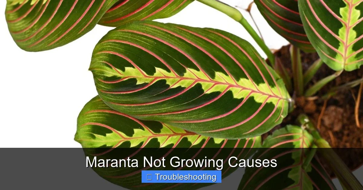 Maranta Not Growing Causes
