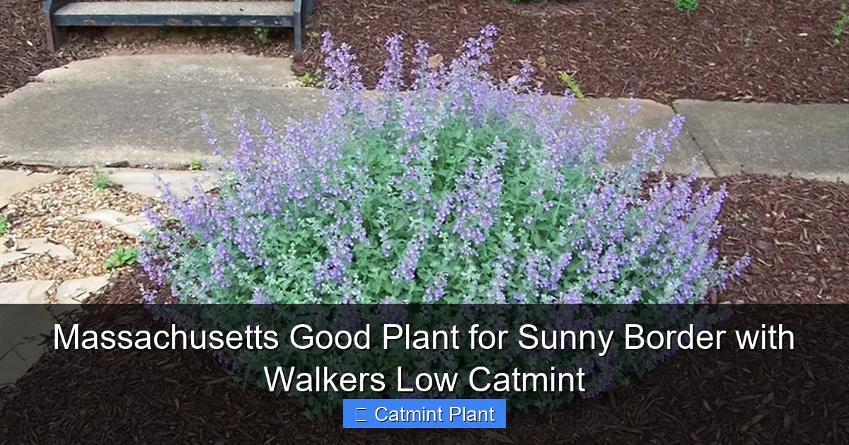 Massachusetts Good Plant for Sunny Border with Walkers Low Catmint