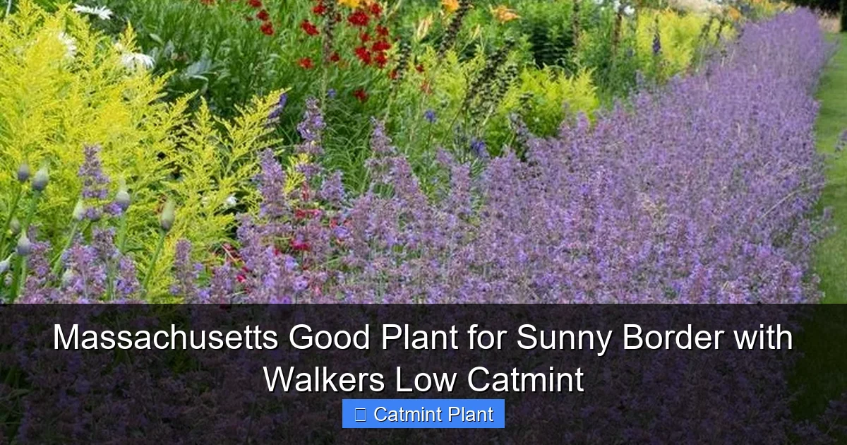 Massachusetts Good Plant for Sunny Border with Walkers Low Catmint