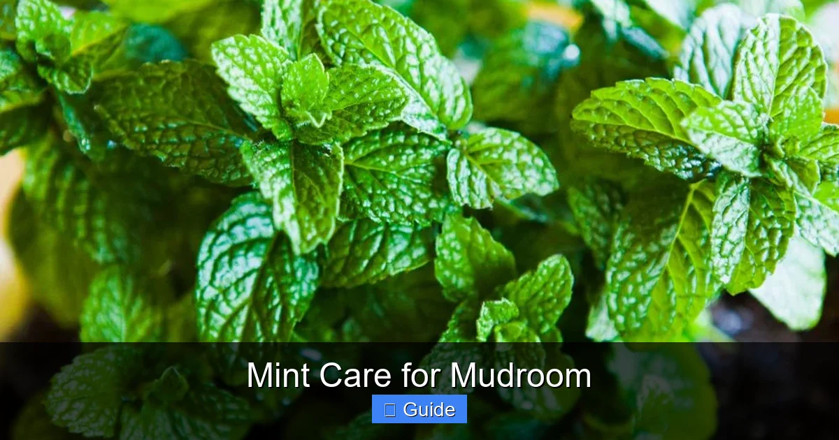 Mint Care for Mudroom