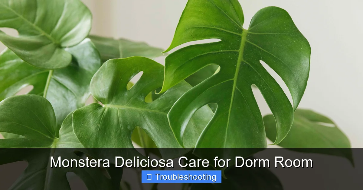 Monstera Deliciosa Care for Dorm Room