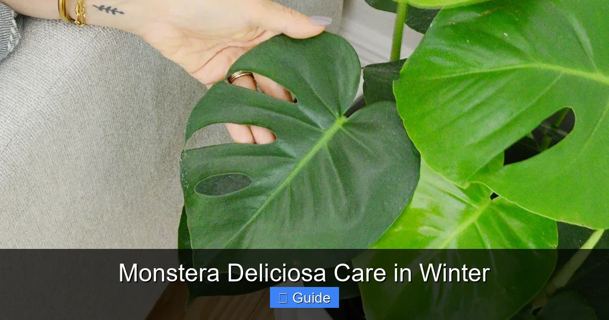 Monstera Deliciosa Care in Winter
