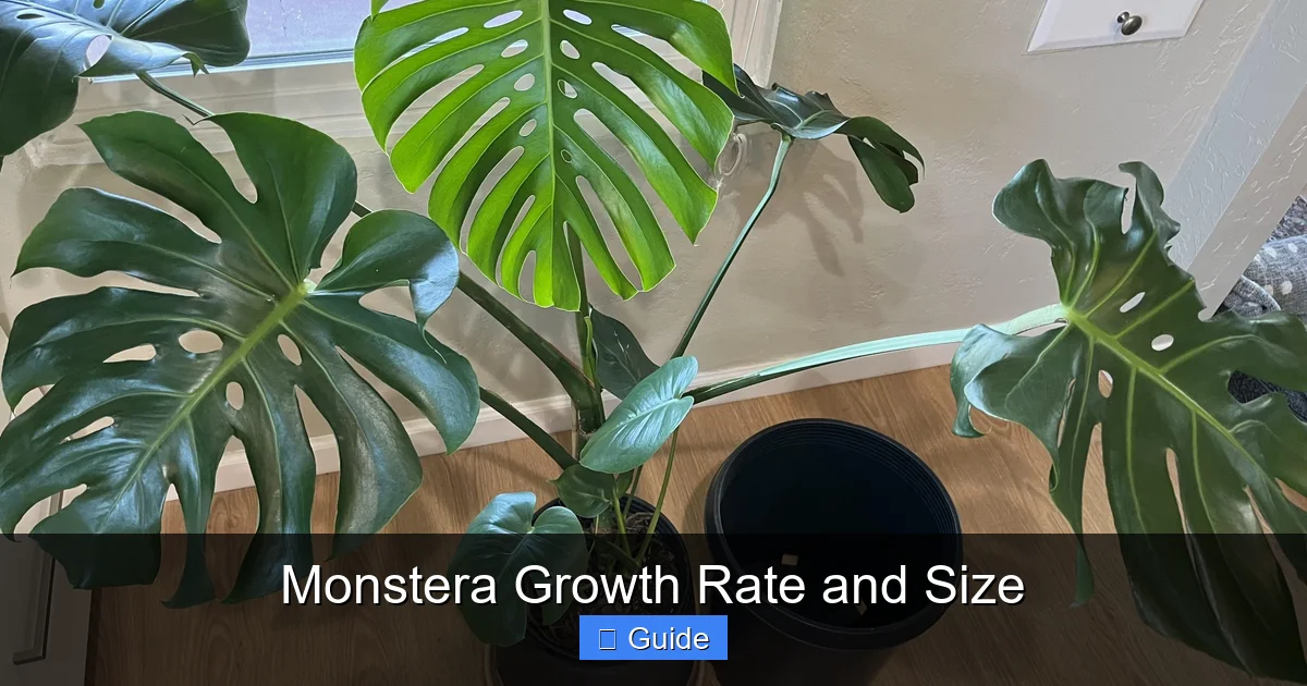 Monstera Growth Rate and Size