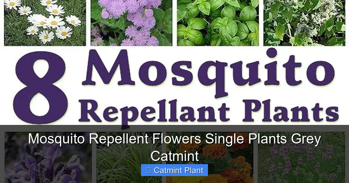 Mosquito Repellent Flowers Single Plants Grey Catmint