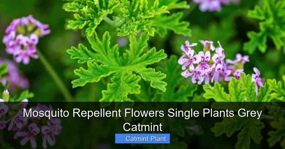 Mosquito Repellent Flowers Single Plants Grey Catmint