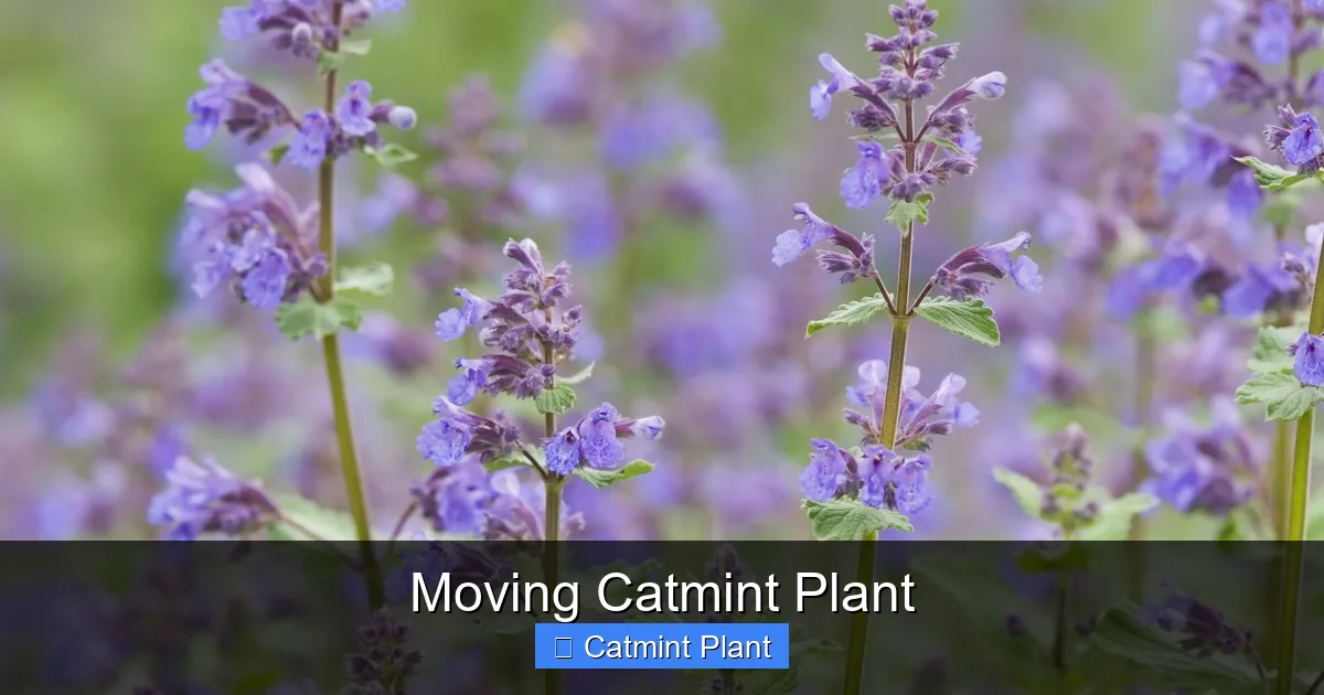 Moving Catmint Plant