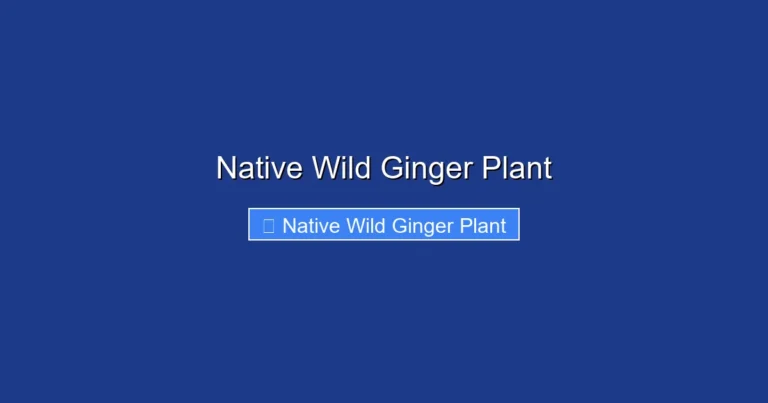 Native Wild Ginger Plant