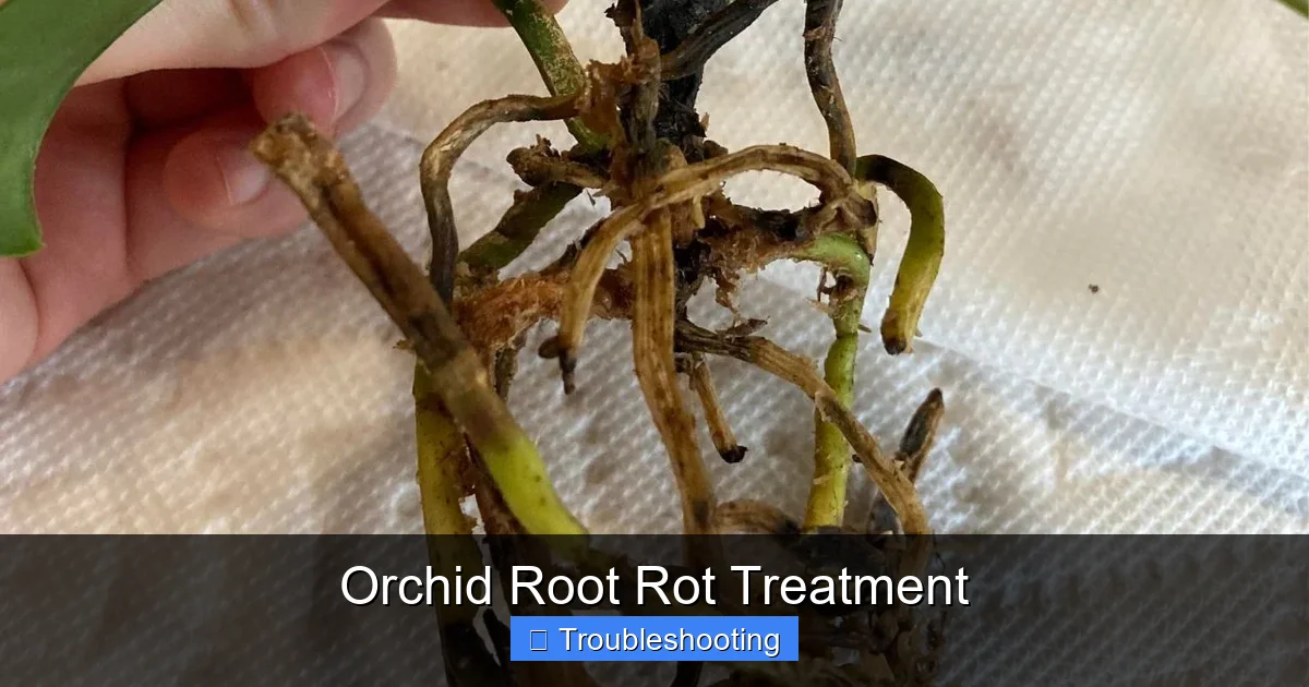 Orchid Root Rot Treatment