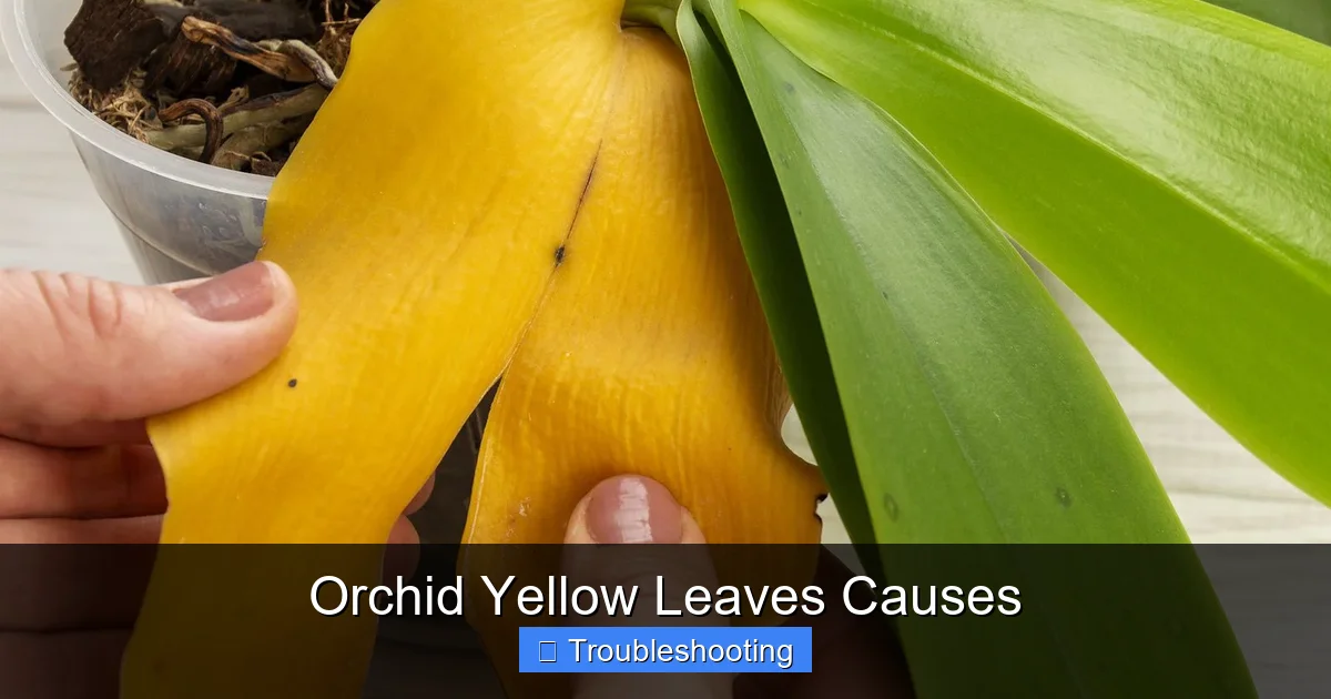 Orchid Yellow Leaves Causes