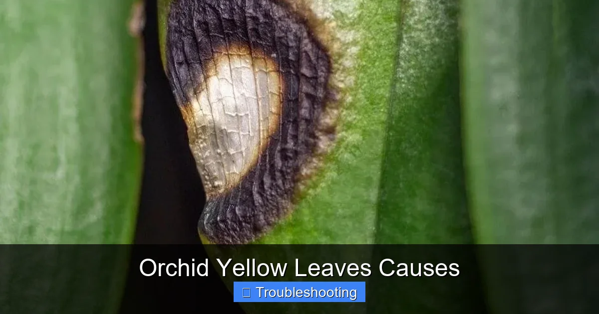 Orchid Yellow Leaves Causes