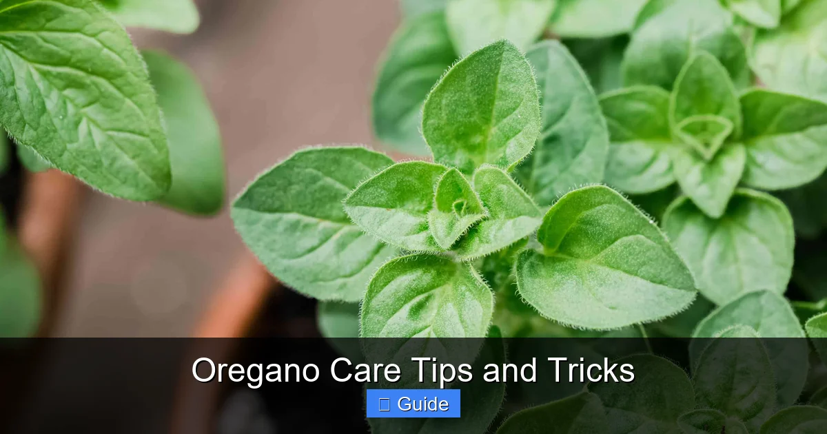 Oregano Care Tips and Tricks