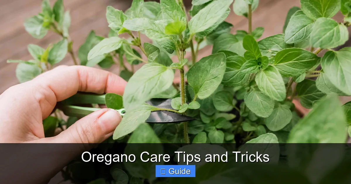 Oregano Care Tips and Tricks