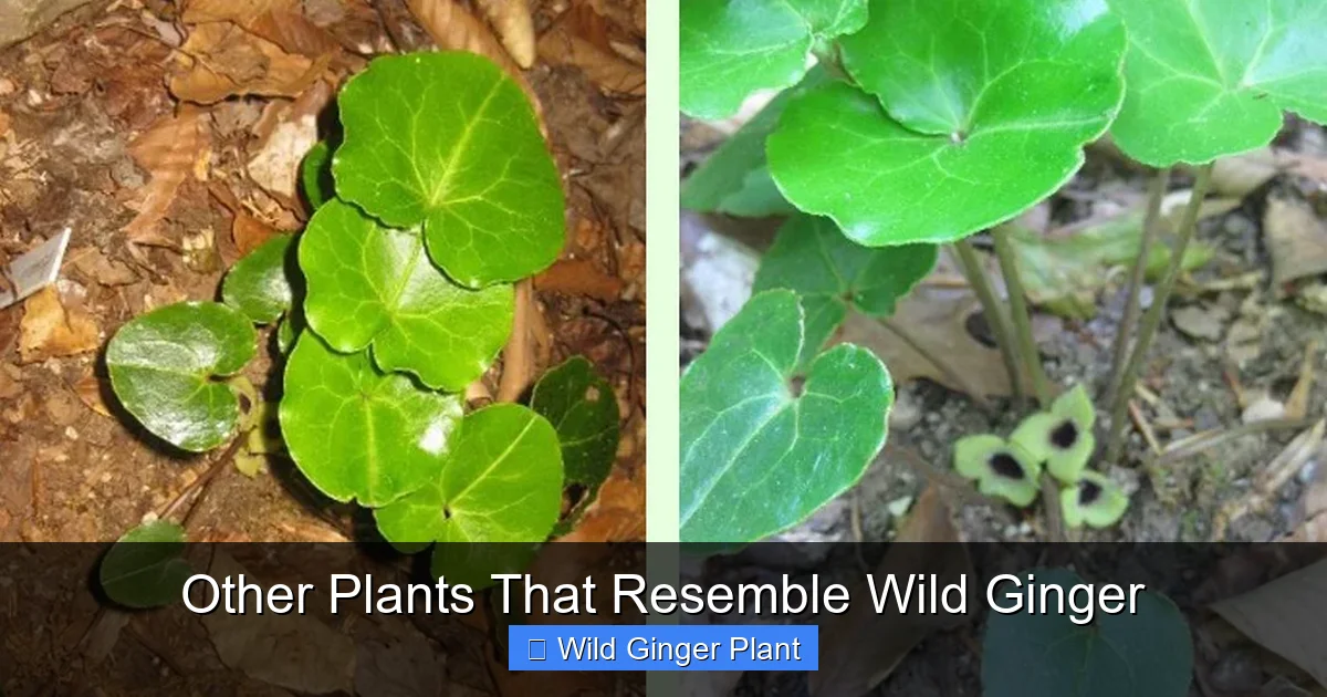 Other Plants That Resemble Wild Ginger