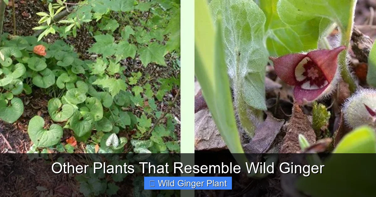 Other Plants That Resemble Wild Ginger