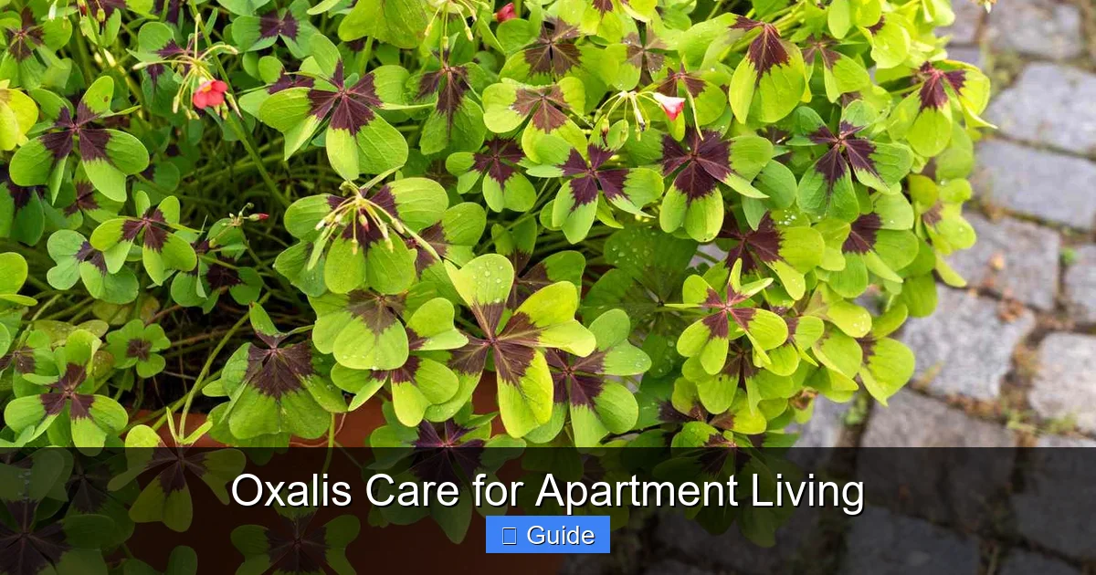 Oxalis Care for Apartment Living