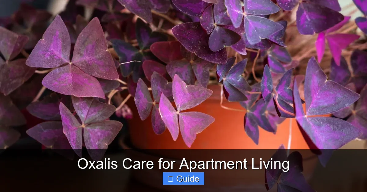 Oxalis Care for Apartment Living