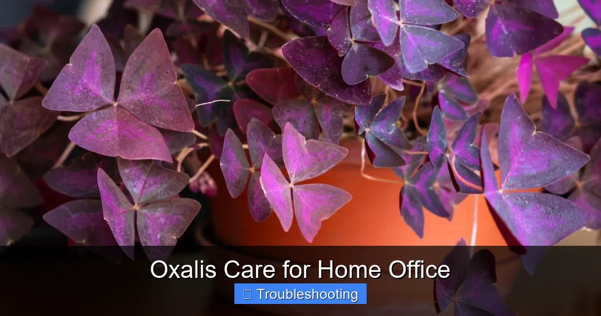 Oxalis Care for Home Office