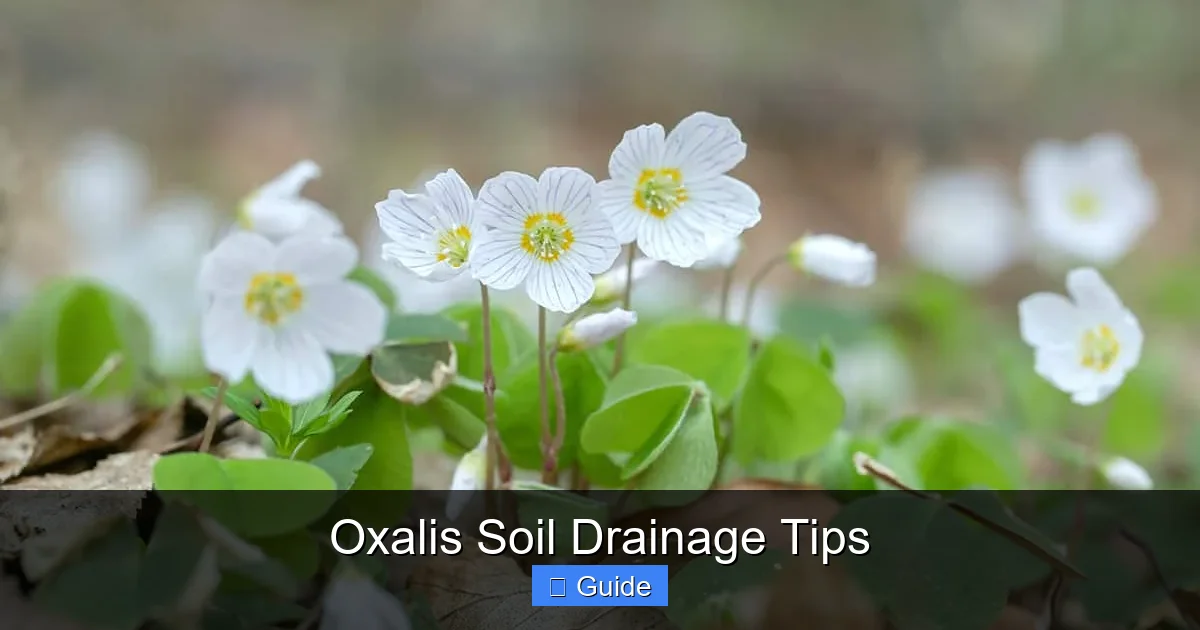Oxalis Soil Drainage Tips