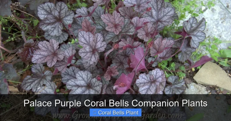 Palace Purple Coral Bells Companion Plants